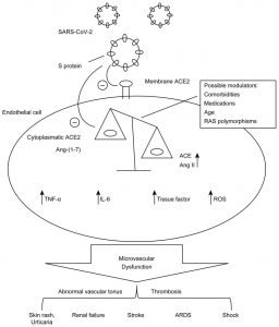 Uma representação esquemática dos mecanismos propostos para a fisiopatologia do COVID-19 em relação ao sistema renina-angiotensina. Abreviaturas: ACE, enzima de conversão da angiotensina; ACE2, enzima de conversão da angiotensina tipo 2; Ang- (1-7), angiotensina- (1-7); Ang II, angiotensina II; SDRA, síndrome do desconforto respiratório agudo; IL-6, Interleucina-6; RAS, sistema renina-angiotensina; ROS, espécies reativas de oxigênio; SARS-CoV-2, síndrome respiratória aguda grave coronavírus 2; Proteína S, proteína de pico; TNF-α, fator de necrose tumoral-α.
